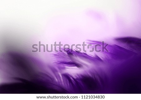 Closeup purple feather ,Multicolored feathers ,background texture, abstract
