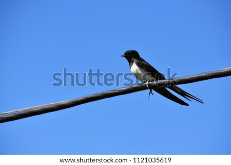bird swallow sitting on wire on blue sky background