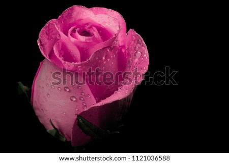 lovely flower blooming. beautiful color Light pink rose. Beautiful flower petals.rose on black background.