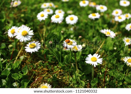 meadows with daisies