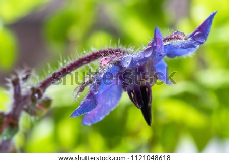 The beautiful drops of rain on a borage flower. With all the range of violet colors