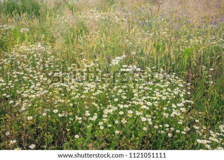 Field flowers of chamomile on a rye field