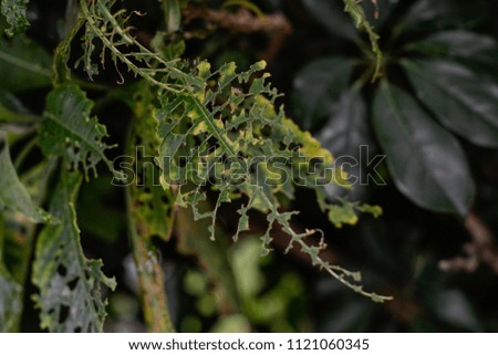 green leaves eaten by ants