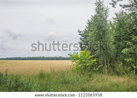Field of ripening rye near the forest.Nature in the vicinity of Pruzhany, Brest region,Belarus.