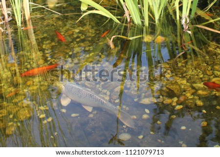 House artificial pond with gold fishes and water plants. Garden pool.