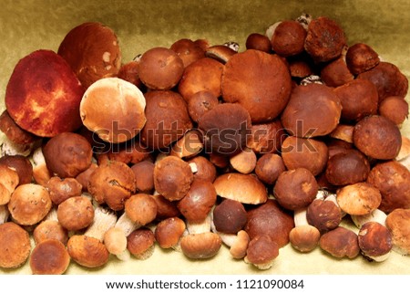 Autumn mushrooms in the woods
