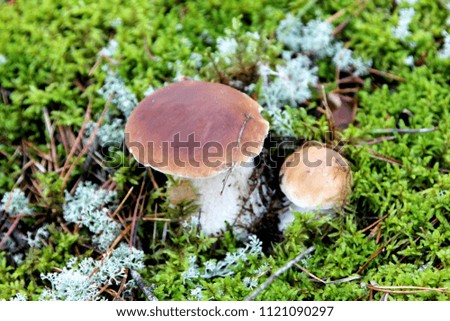 Autumn mushrooms in the woods