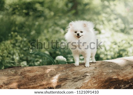 Little fluffy pomeranian dog in the park