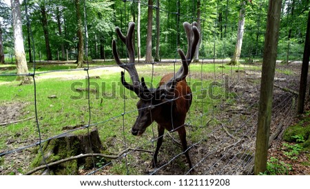 Picture of a beautiful deer in a wild hedge