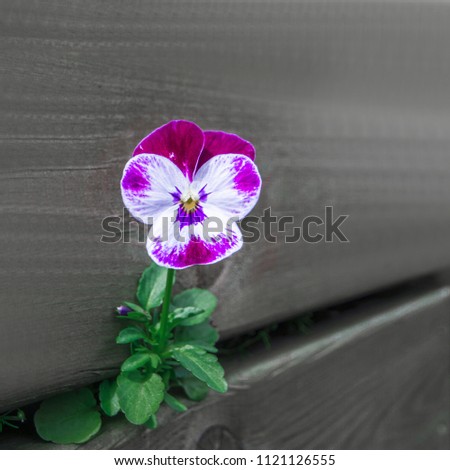 Pansy flower In Summer