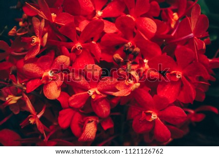 Red flower on the table