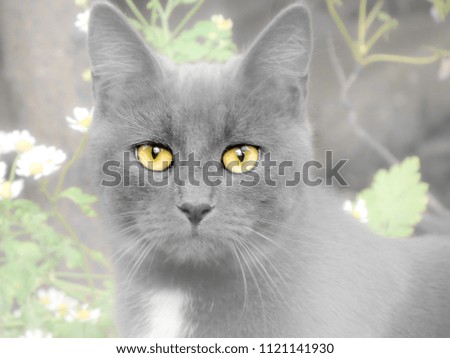 Photo manipulation, close up of grey cat face with staring yellow eyes, with desaturated and blurred effects.