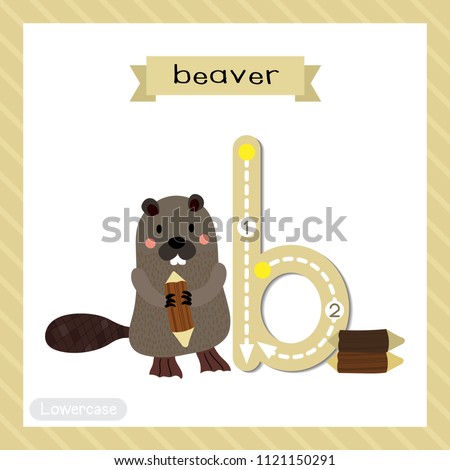 Letter B lowercase cute children colorful zoo and animals ABC alphabet tracing flashcard of standing Beaver holding a log for kids learning English vocabulary and handwriting vector illustration.