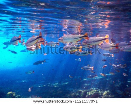Beautiful fish in turquoise waters in river of the city of Bonito in Brazil Royalty-Free Stock Photo #1121159891