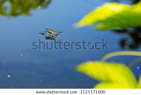 The bug predator moves on the surface of the water on the pond.