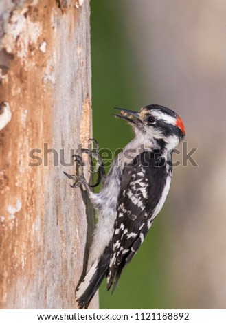 downy woodpecker (Dryobates pubescens) at nest