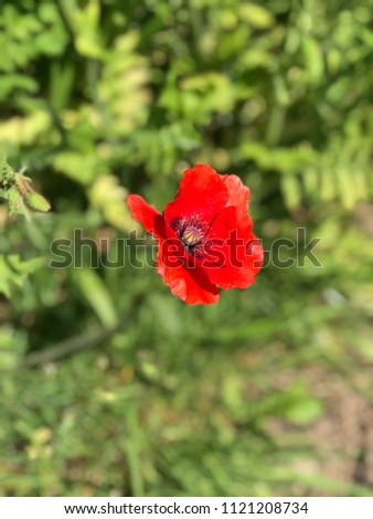 Solitary red poppy