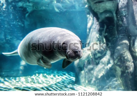 the manatee into the blu