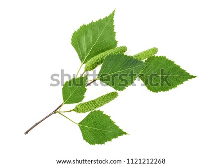 Green birch buds and leaves isolated on white background Royalty-Free Stock Photo #1121212268