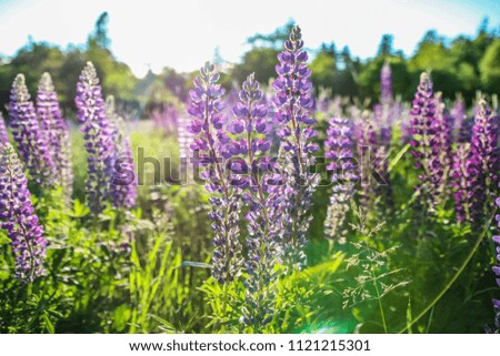 Lupines in Maine