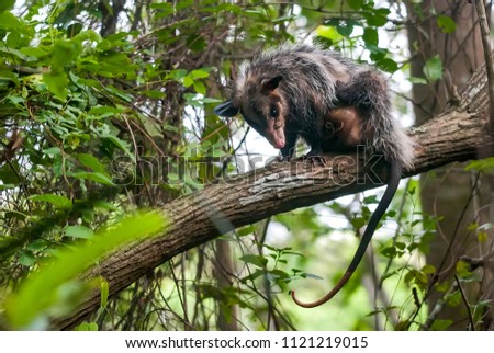 Big-eared opossum photographed in Guarapari, Espírito Santo - Southeast of Brazil. Atlantic Forest Biome. Picture made in 2008.