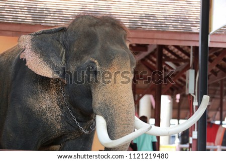 Thai elephants in the zoo