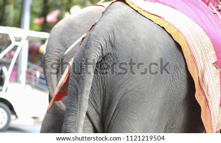Thai elephants in the zoo