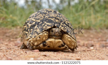 close up of leopard tortoise