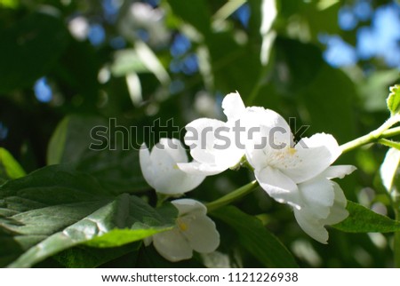 Photography  flower white jasmine.