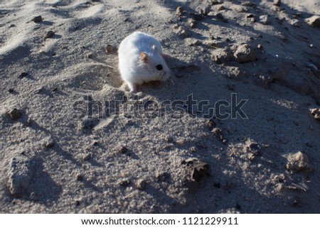 On white sand the wild white mouse