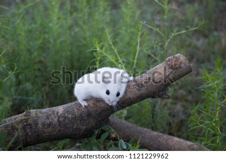 In nature, the mouse is a dzhungar hamster
