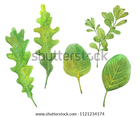 arugula , spinach and oregano, watercolor illustration on white background