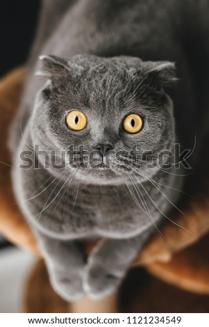 Scared Scottish Fold Gray Cat with big yellow eyes closeup. Vertical