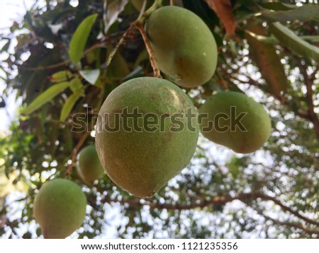 Fresh green mangoes in mango tree