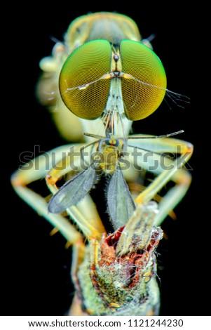 Extreme Robber Fly Prey