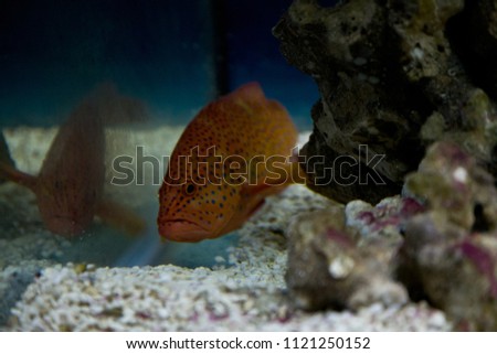 Picture of a coral trout in aquarium