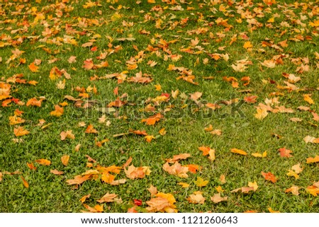 Yellow, orange and red autumn leaves in beautiful fall park. Hello autumn concept. Autumn colors in nature. Autumn naturebackground. Royalty-Free Stock Photo #1121260643