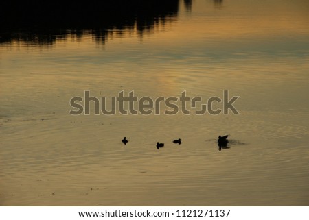Duck family floating in the water with evening sky color