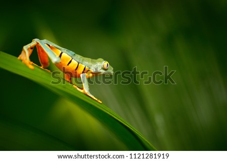 Golden-eyed leaf frog, Cruziohyla calcarifer, green yellow frog sitting on the leaves in the nature habitat in Corcovado, Costa Rica. Amphibian from tropic forest. Wildlife in Central America. Royalty-Free Stock Photo #1121281919