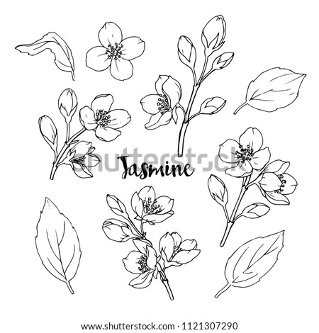 Ink, pencil,  the leaves and flowers of jasmine  isolate. Line art transparent background. Hand drawn nature painting. Freehand sketching illustration.  Royalty-Free Stock Photo #1121307290