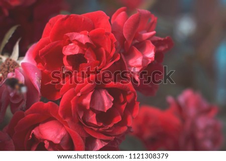 Wild red rose bush