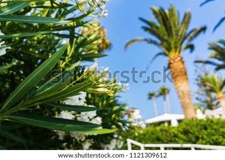 Beautiful summer Mediterranean landscape,Nerium oleander white sun-lights lit by afternoon sun. A pale blue sky with fluffy white clouds, a hotel and palm trees in defoos. Copy space.