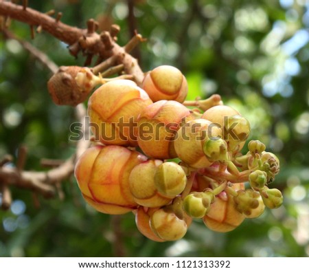 cannonball fruit tree