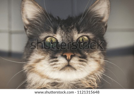 Portrait of a striped pedigreed beautiful young cat closeup.