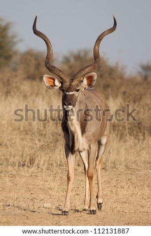 A magnificent kudu bull in his prime