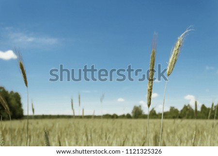 Background picture close-up of wheat spike on the field. Golden ears are a symbol of harvest and fertility. Harvesting, bread.