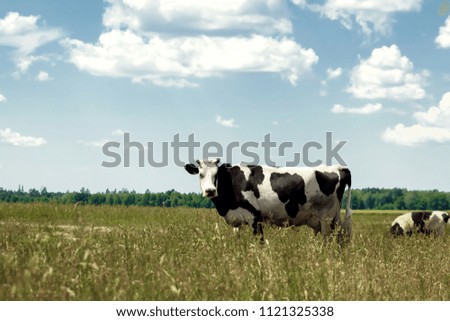 Spotted cow grazing on a beautiful green meadow against a blue sky. Livestock, farming.