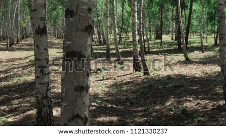 clean reserved birch wood on a hot summer evening with birches and green grass