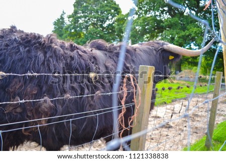 Hamish, the Highland cow, in Kilmahog, Scotland