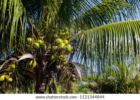 
Coconut tree in Saquarema